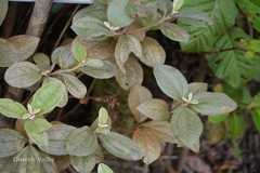 Rhodomyrtus tomentosa